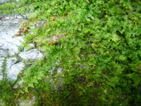 20100916水源地清掃 025.JPG